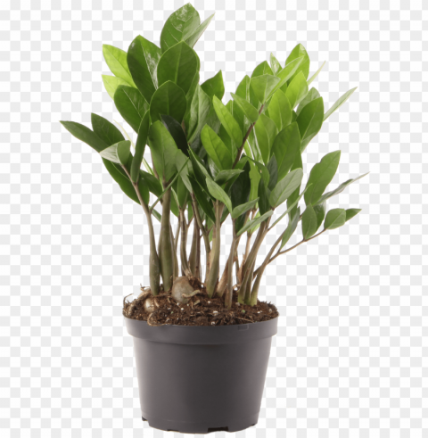 delray plants zz plant easy care live house plant - young zamioculcas PNG Image with Isolated Element
