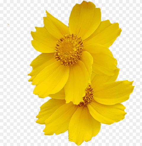 demo flower photo without background - transparent background flower gif Free download PNG images with alpha transparency