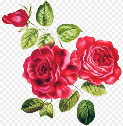 desafio adesivo art flores rosas nature natureza - vintage garden red roses Transparent PNG pictures archive