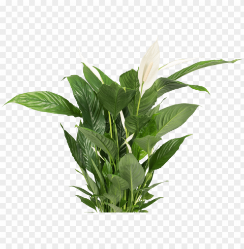 desk plant clipart royalty free download - bird of paradise flower PNG icons with transparency