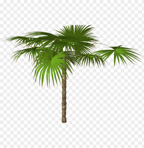 desktop palm tree hd wallpapers - Пальма Ветка Пнг Isolated Character in Transparent PNG Format