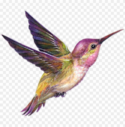 dessin colibri en couleur PNG graphics with transparent backdrop