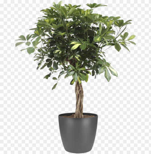 details about botanicly - faux ficus tree PNG images with no background free download