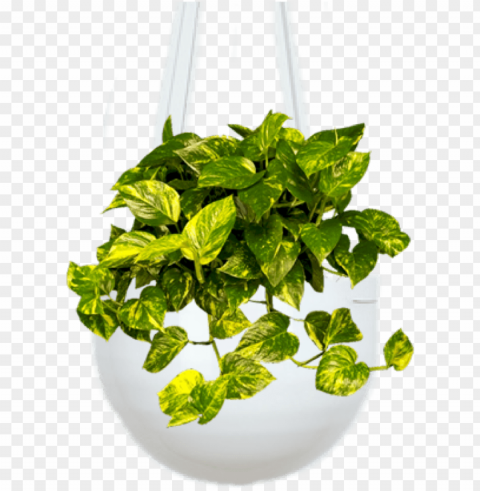 Devils Ivy - Devils Ivy Money Plant Isolated Graphic Element In Transparent PNG