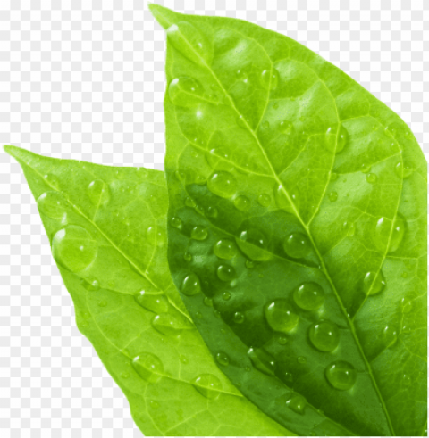 dew drops on leaf PNG transparent images for social media
