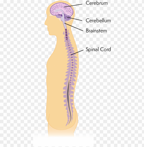 diagram of central nervous system - central nervous system Transparent PNG images database
