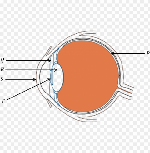 diagram of human eye - diagram of eye for class 8 Clear PNG file