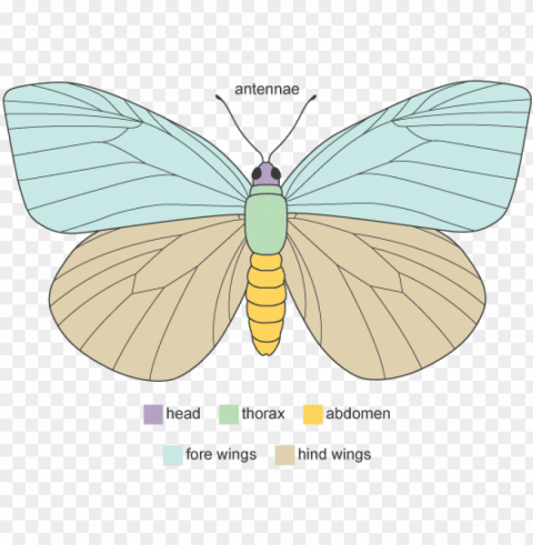 diagram showing the main anatomical features of a butterfly - diagram of adult butterfly PNG graphics with clear alpha channel