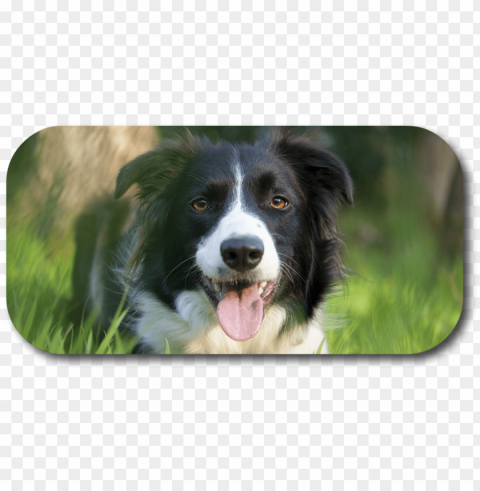did you know that when your dog nips at your heals - border collie PNG graphics with alpha transparency broad collection