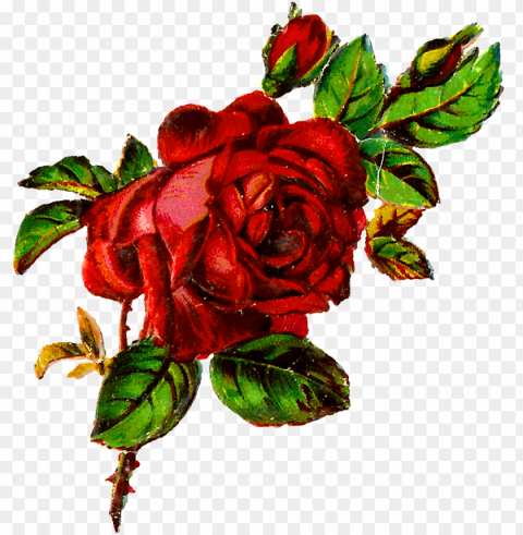 digital shabby rose download - rose Transparent image