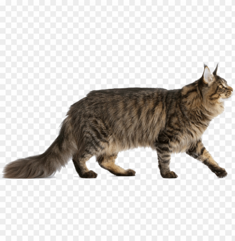 do you want a pretty friend - maine coon cat transparent PNG for free purposes