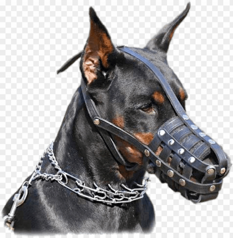 dobermann wearing muzzle - doberman pinscher with chain collar Isolated Element on HighQuality Transparent PNG