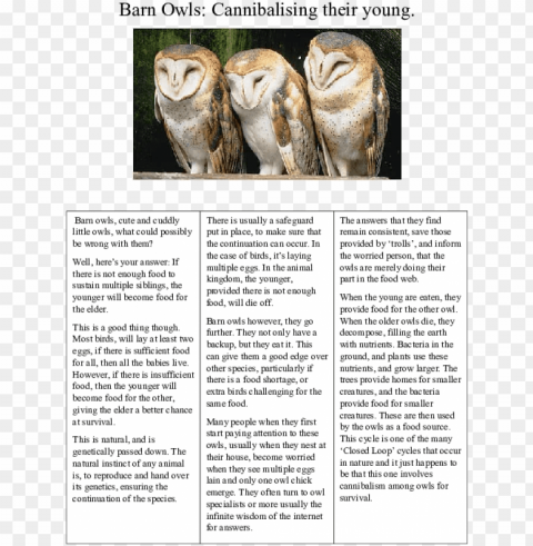 docx - barn owls PNG images with high-quality resolution