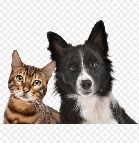 Dog And Cat Stock Transparent Background PNG Isolated Pattern