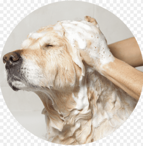 dog bath - glove hair remover pet glove brush hair remover massage Transparent PNG Image Isolation