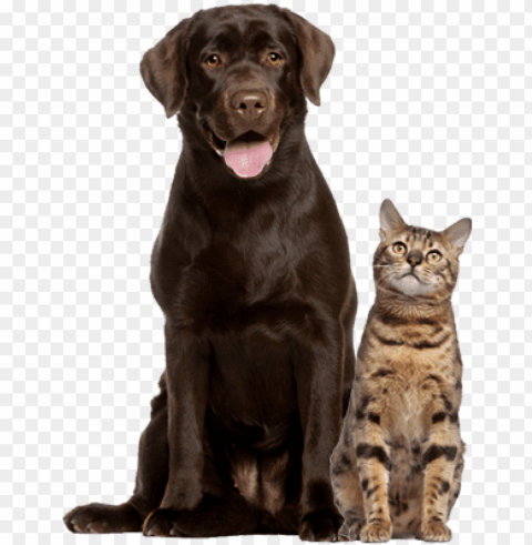 dog cat group - senior dog and cat PNG Image with Isolated Artwork