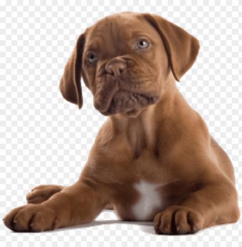 dog clipart - brown dog Transparent Background PNG Isolated Element