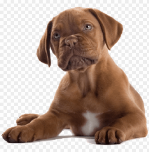 Dog Clipart - Brown Dog Transparent Background PNG Isolated Element