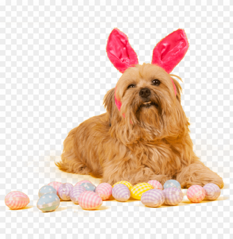 dog grooming pals - dog easter PNG Isolated Object on Clear Background