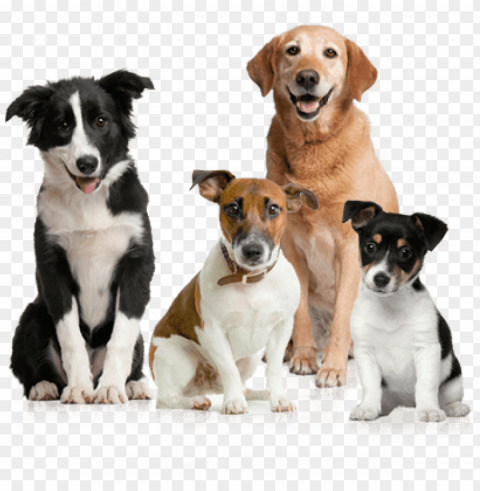 dog group - dogs calendar 2018 16 month calendar Transparent PNG images extensive variety