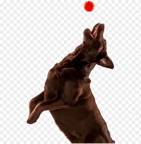 dog jumping - do Transparent PNG Isolation of Item