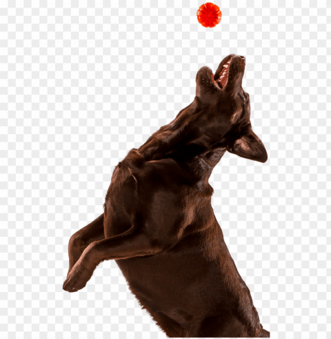 Dog Jumping - Do Transparent PNG Isolation Of Item