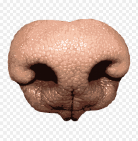 dog nose PNG transparent images extensive collection