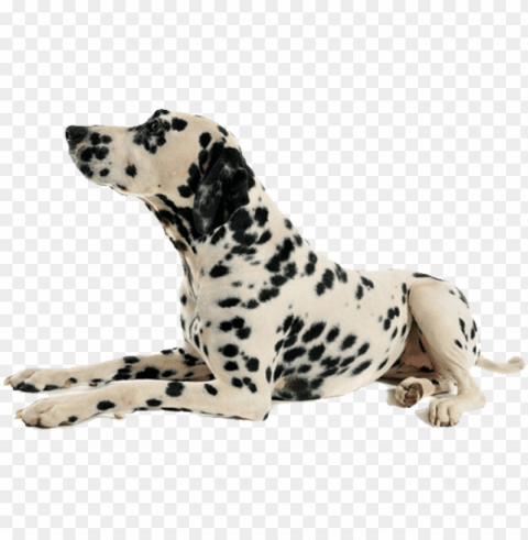 dog - dog laying down no background Isolated Item on HighResolution Transparent PNG PNG transparent with Clear Background ID 49fe6208