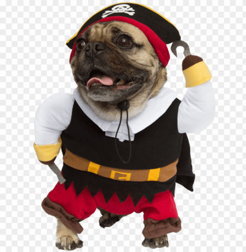 dog pomeranian wearing pirate costume photo wp dog - dogs in halloween costumes Transparent art PNG