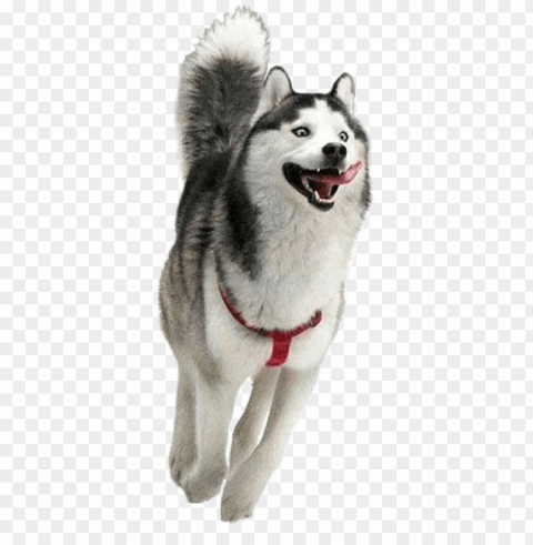 dog running in the snow - moon moon husky Transparent background PNG photos