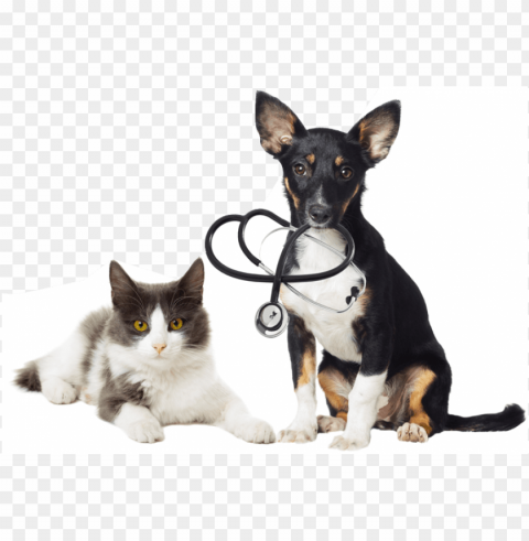 dog with stethoscope and cat - cat dog vet PNG transparent design diverse assortment
