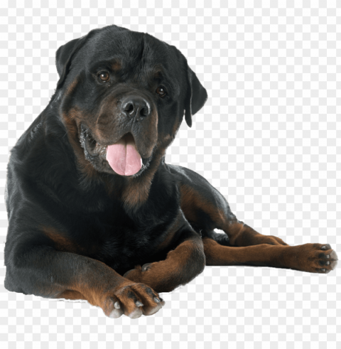 dog yawns PNG cutout