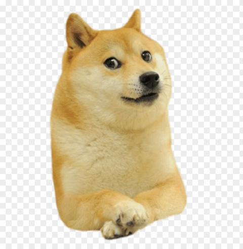 doge facing right Transparent Background PNG Isolated Pattern
