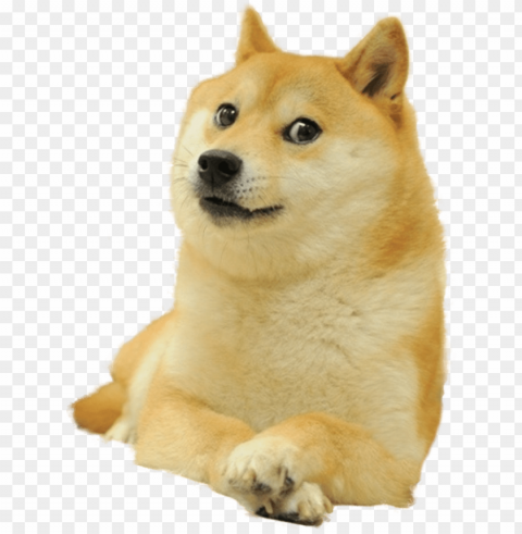 doge full smiling Transparent Background PNG Object Isolation