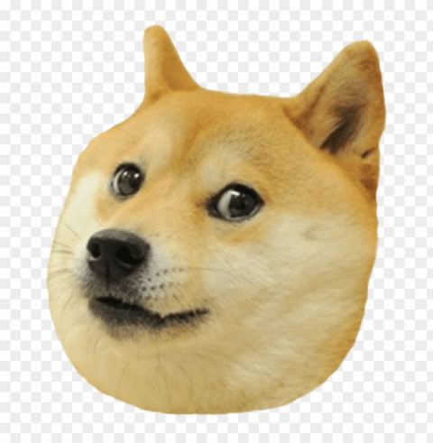 doge head big Transparent background PNG stock