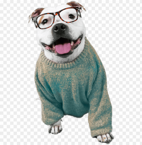 dogpack opted for influencers of the four-legged variety - dog catches somethi PNG Image Isolated with HighQuality Clarity