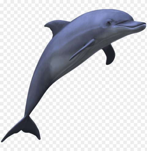 dolphin picture - dolphin PNG for online use