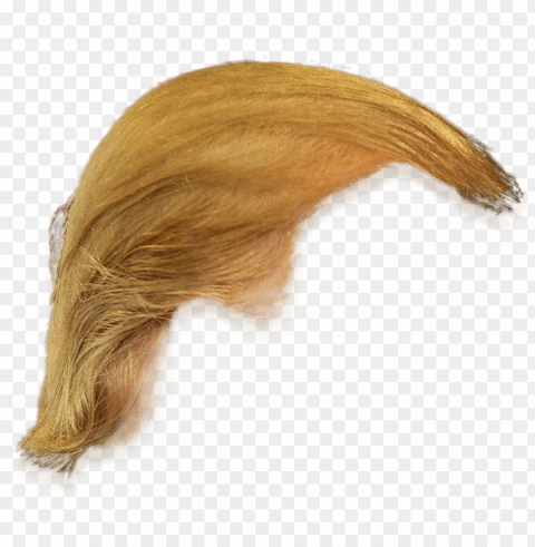donald trump hair transparent Isolated Artwork on Clear Background PNG