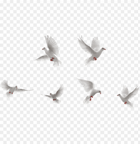 dove Transparent Background Isolated PNG Design