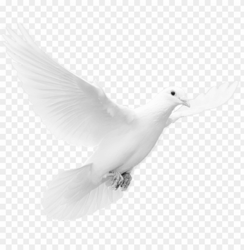 Dove PNG Images With No Background Comprehensive Set