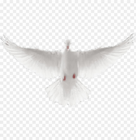 dove avatar 1515040674 - flying dove PNG transparency