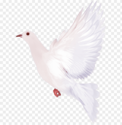 dove clipart watercolor - dove watercolor PNG images transparent pack