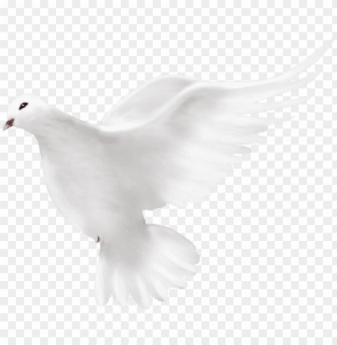 dove transparent - home Isolated Item with Clear Background PNG
