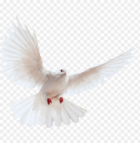 dove background PNG with transparent bg PNG transparent with Clear Background ID 0d32b2e8