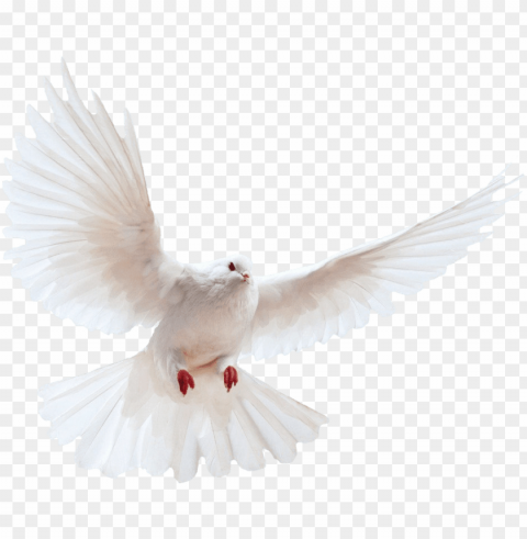 Dove Background PNG With Transparent Bg