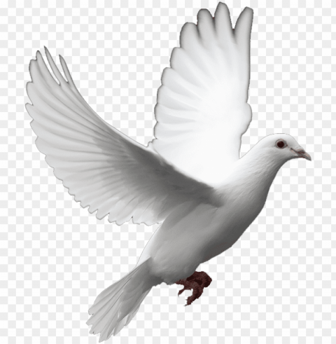 dove background PNG images with transparent canvas comprehensive compilation