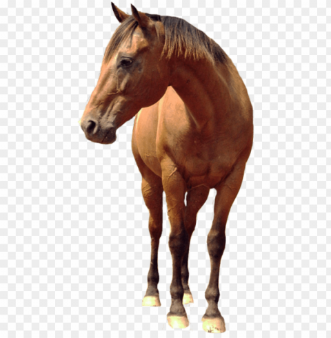 download amazing high-quality latest images transparent - horse PNG pics with alpha channel