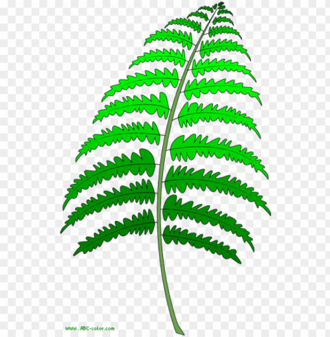 download bitmap picture fern - Папоротник Рисунок PNG files with clear background collection