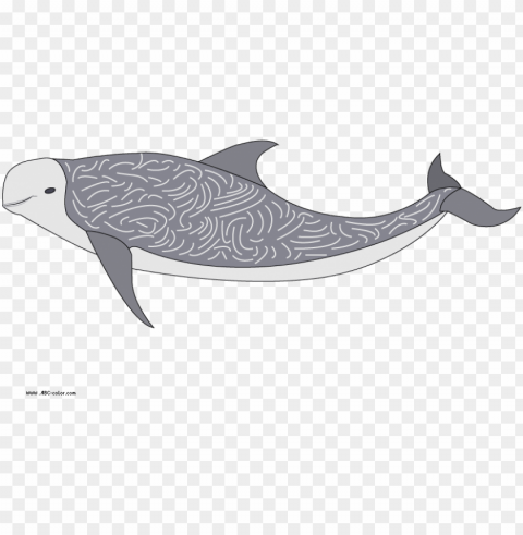 download bitmap picture risso's dolphin - dolphi PNG files with clear background