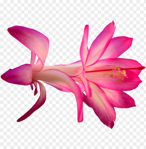Download - Cactus Flower PNG Format